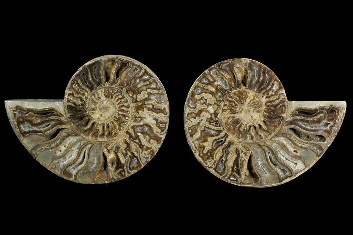 Daisy Flower Ammonite (Choffaticeras) - Madagascar #157523